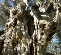 <!--:it-->ASCOLTIAMO IL CANTO DEGLI OLIVETI SECOLARI – LURAS- DOMENICA 23 GIUGNO<!--:--><!--:en-->LISTEN TO THE SONG OF THE OLIVE GROVES OF SECULAR LURAS – LURAS – SUNDAY JUNE 23th<!--:-->