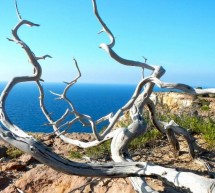 <!--:it-->ALLA SCOPERTA DI CARLOFORTE – DOMENICA 17 NOVEMBRE 2013<!--:--><!--:en-->DISCOVERING CARLOFORTE – SUNDAY NOVEMBER 17<!--:-->