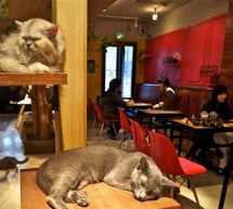 <!--:it-->A TORINO NASCE NEKO, IL CAT CAFE’ <!--:--><!--:en-->IN TORINO BORN THE CAT CAFE’<!--:-->